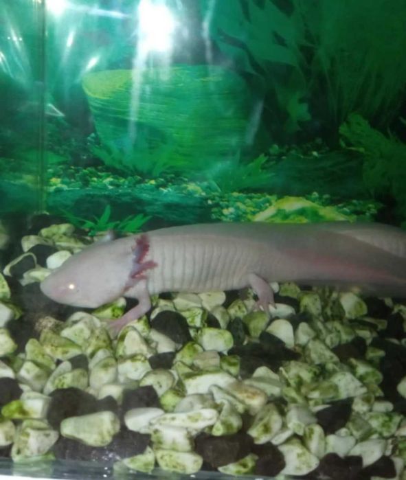 Аквариум 50 литра - оборудван