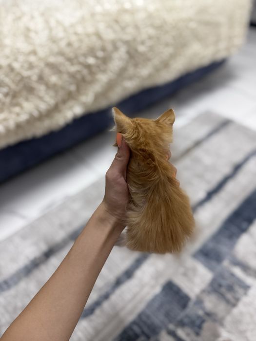 Чудесный котенок ищет семью