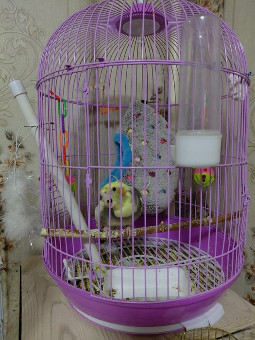 Продам разных попугай