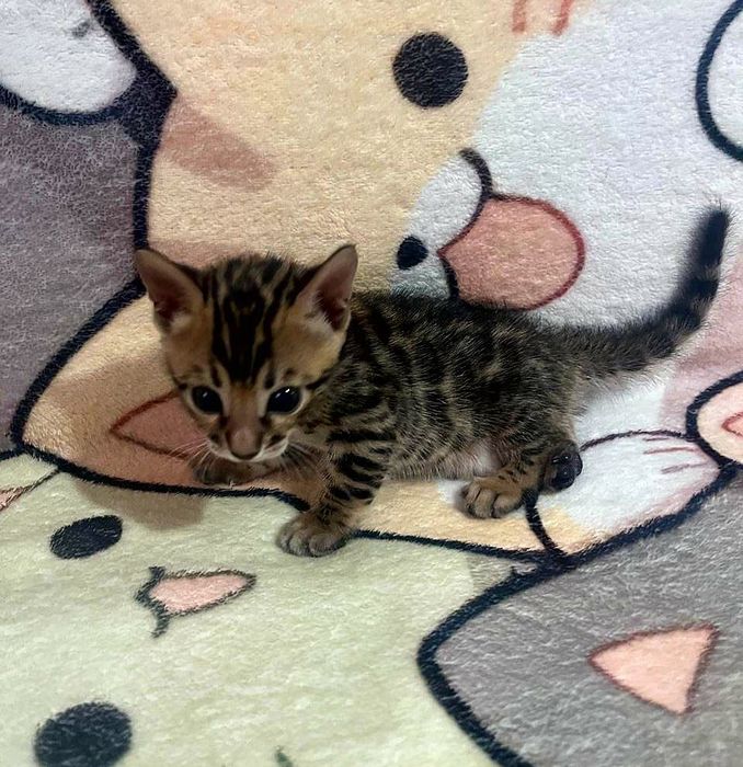 Бенгальские котята