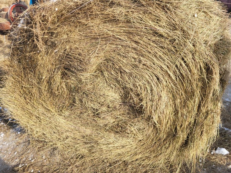 Сено житьняк сухое без гнили