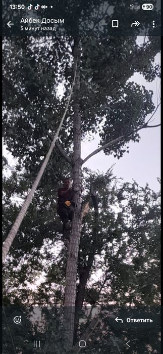 Спил деревьев не дорого Алматы