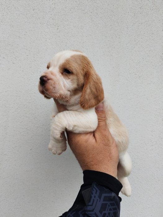 Fetița beagle bicolor culoare deosebita