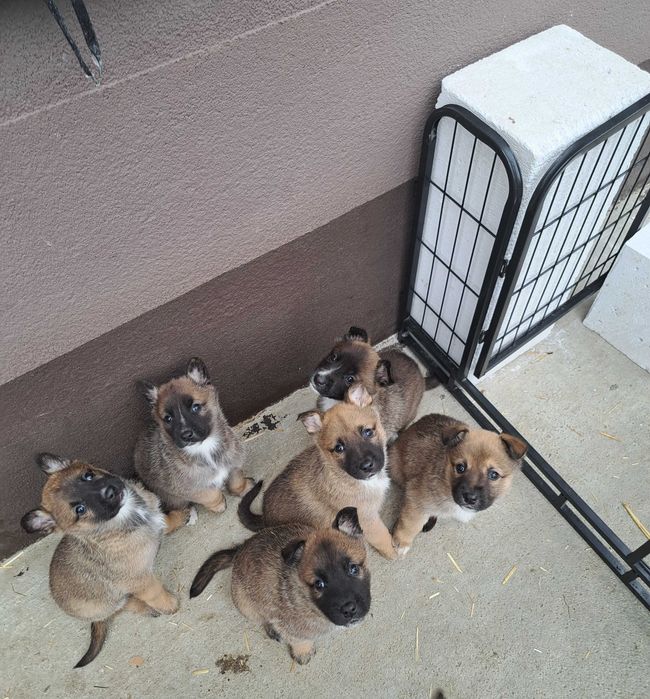 Кученца Белгийска овчарка Малиноа