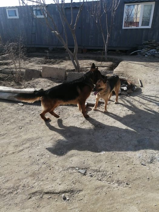 Щенки Немецкой Овчарки