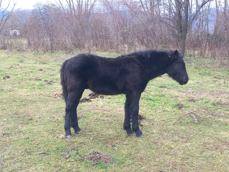 Мъжко конче на 5 месеца
