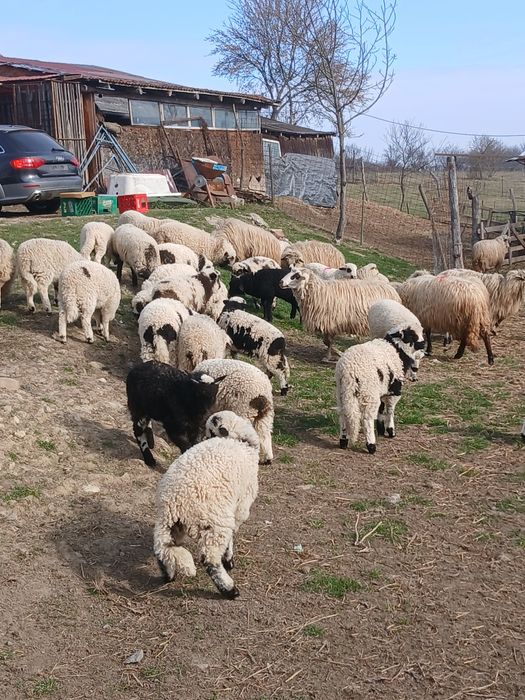 Vind 98 oi cu miei mari frumoși