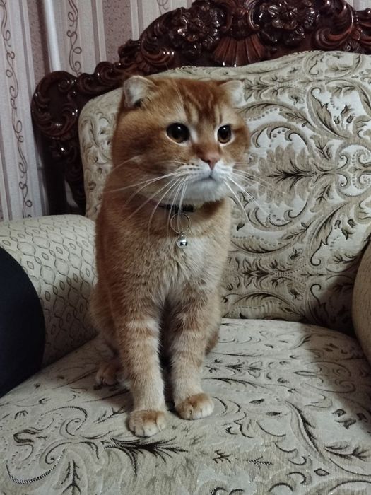 Skotish fold mushugi sotiladi