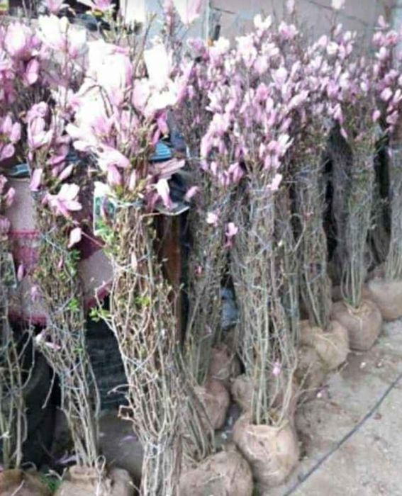 Plante ornamentale și exotice direct de la sursă – Arțar, Brad, Thuja,