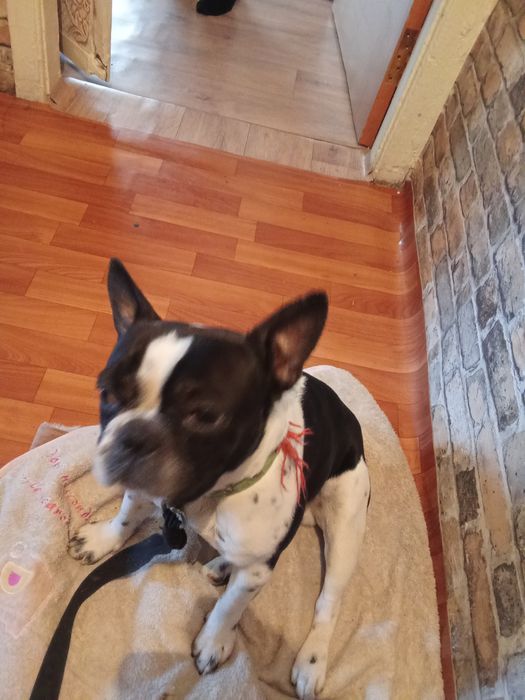 Французский бульдог