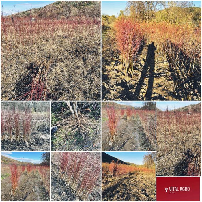 Овощен Разсадник Радослав Чотров "фитосанитарен сертификат " !