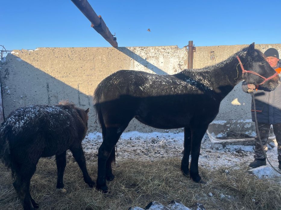 Құлынды биелер сатамын