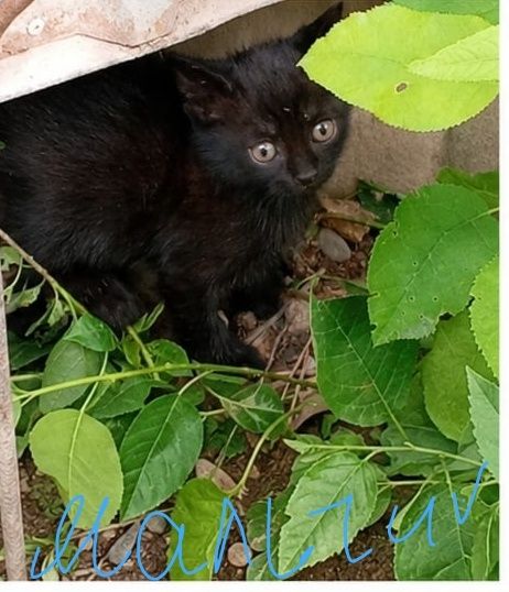 Отдадим котят вместе с мамой