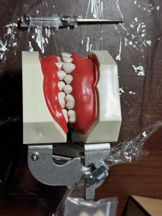 Arcada dentara stomatologie