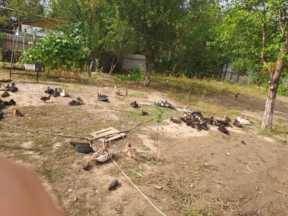 Продам уток и цеплят