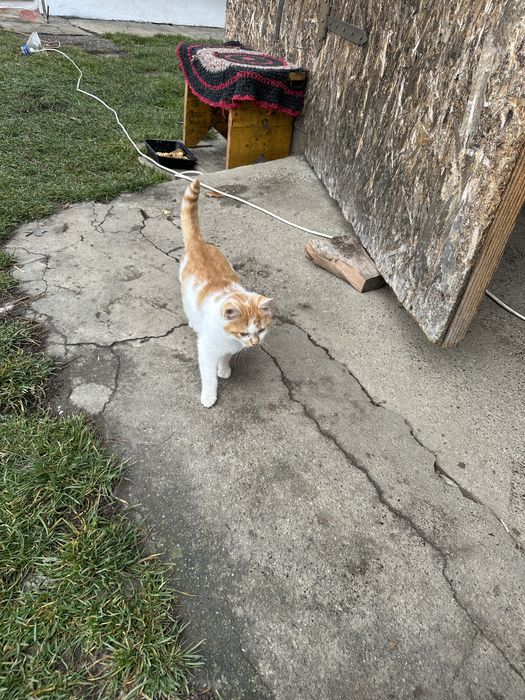 Donez unei familii nevoiase Televizor si pat Donez Pisici au 3 luni