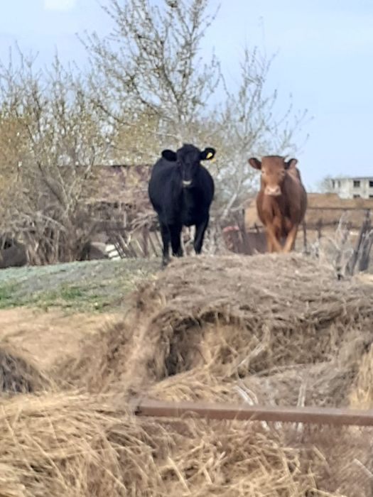 Продам двух телок