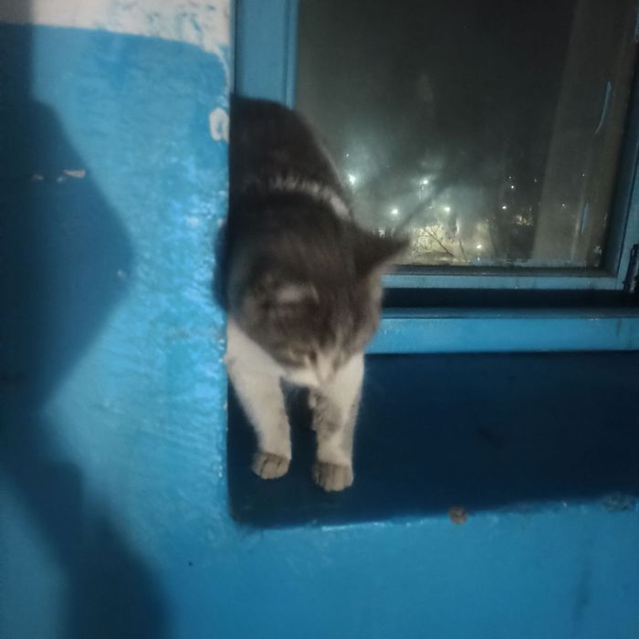 Кошечка в добрые руки