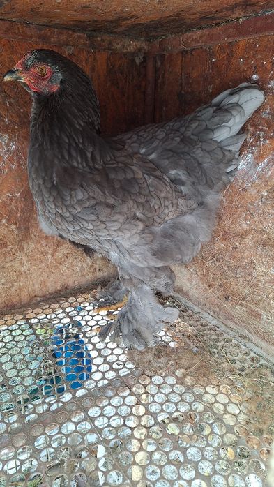 Gaină brahma albastru