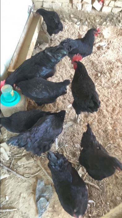 10000 som Tuxumlar sotiladi Qora Shaxzoda Gigant asl zoti