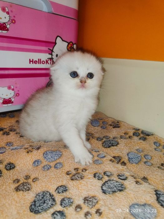 продам девочку скоттиш фолд серебристая шиншилла