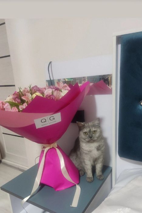 Ona mushuk sotiladii