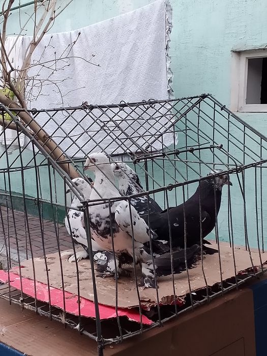 Голуби Сочи тараз