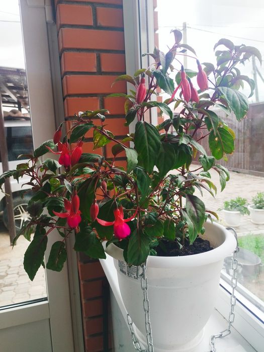 Фуксии ,укоренившиеся черенки.
