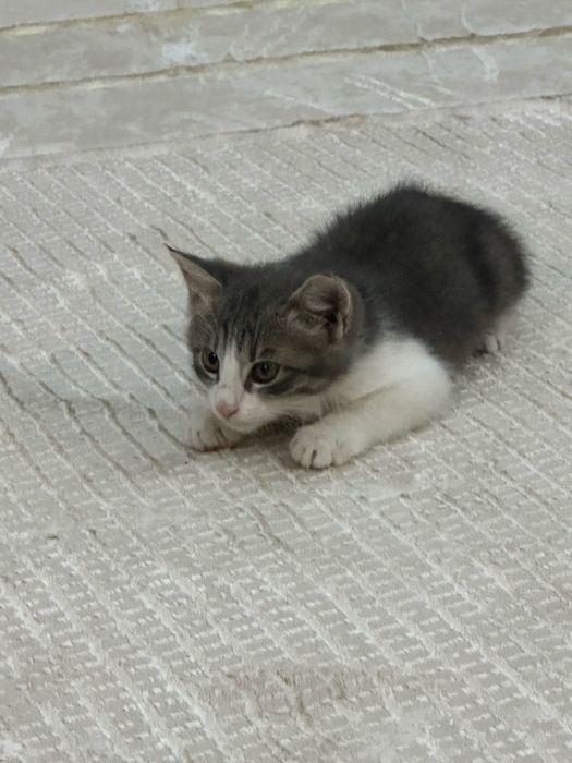 Продам маленького котенка