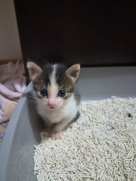 Отдам котят в добрые руки.