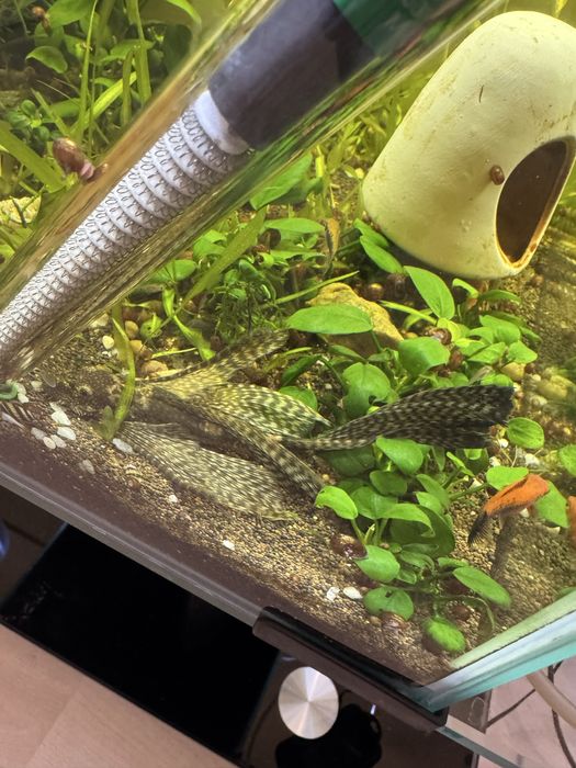 Сомики анцитрусы вуалевые