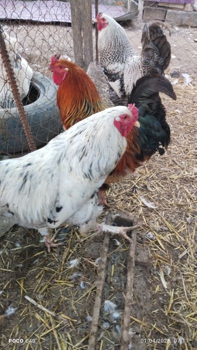 Қораздар, петухи