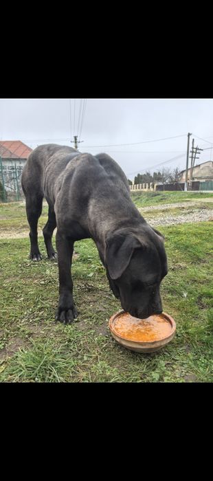 Donez câine - femela - Labrador Retriever