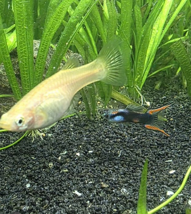 Acvariu pesti 126 litrii