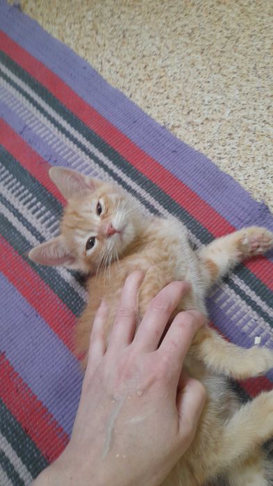 Котята 2.5 месяца - в добрые руки... к лотку приучены.