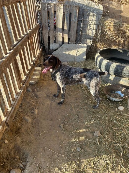 Курцхарь сатылады 2 жасар