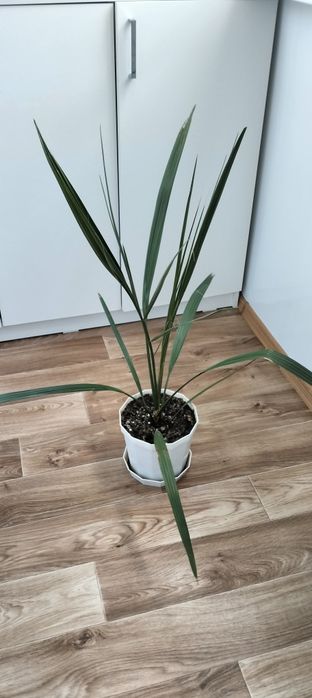 Продам финиковые пальмы