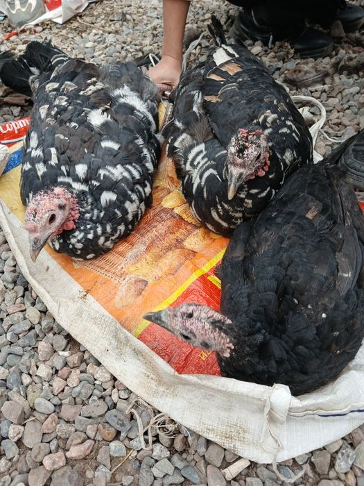 Курка, Индюк- Хаммаси 750 000 минг ками бор, 3 та, 2та котта, 1 та орт