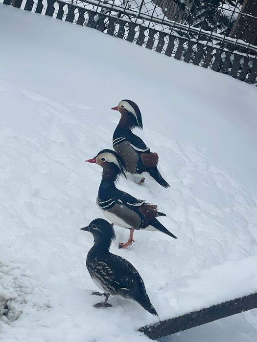 Rațe Mandarine doua perechi disponibile