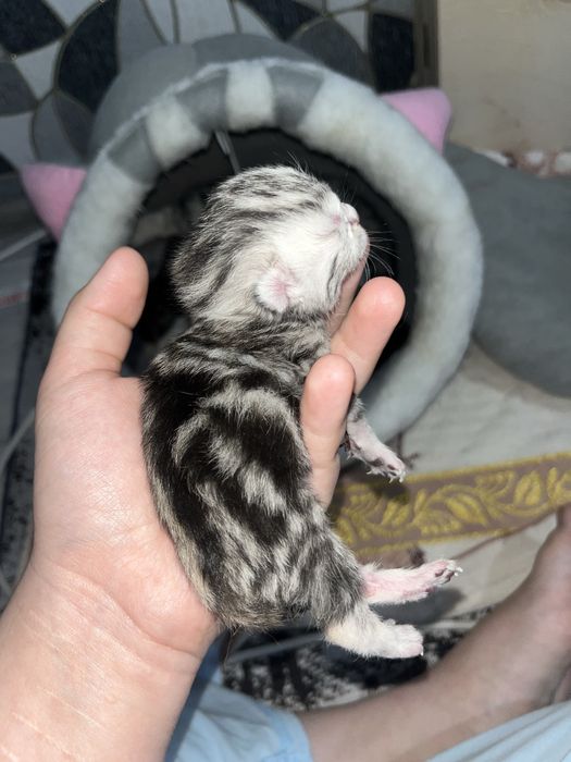 Скоттиш фолд котята Актобе