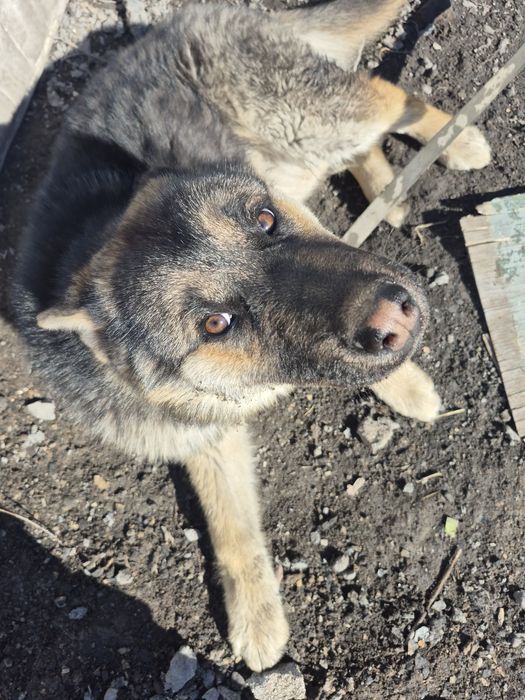 Собака 5 месяц..