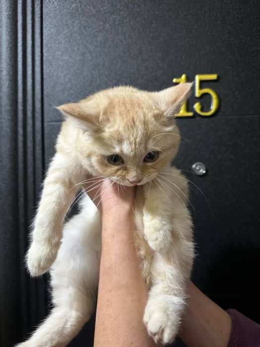 Продаётся котёнок