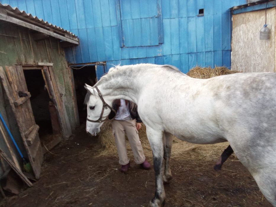 Продам Орловского жеребца