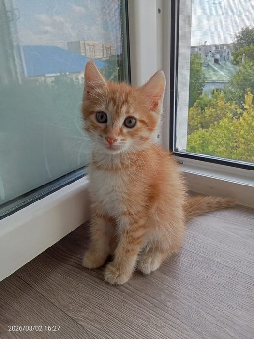 Отдам котят в добрые руки мальчики