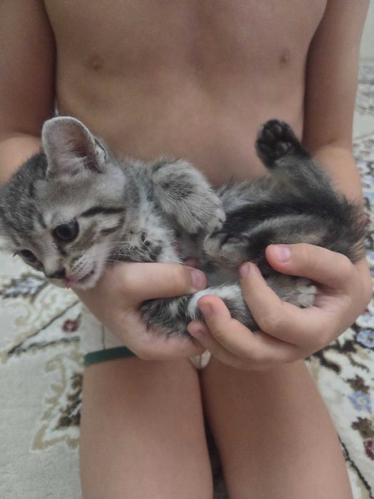 Отдам бесплатно котенка