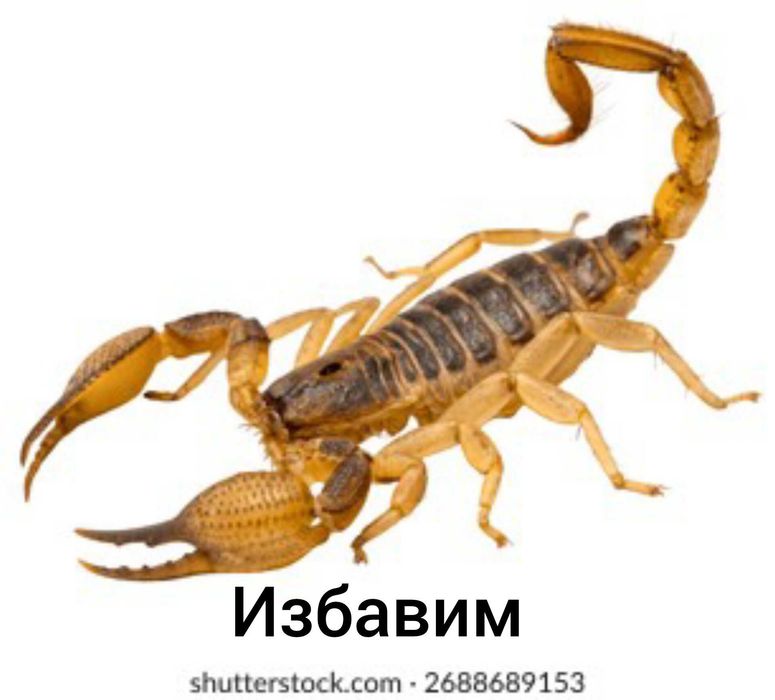 Насекомых нет , избавим от насекомых