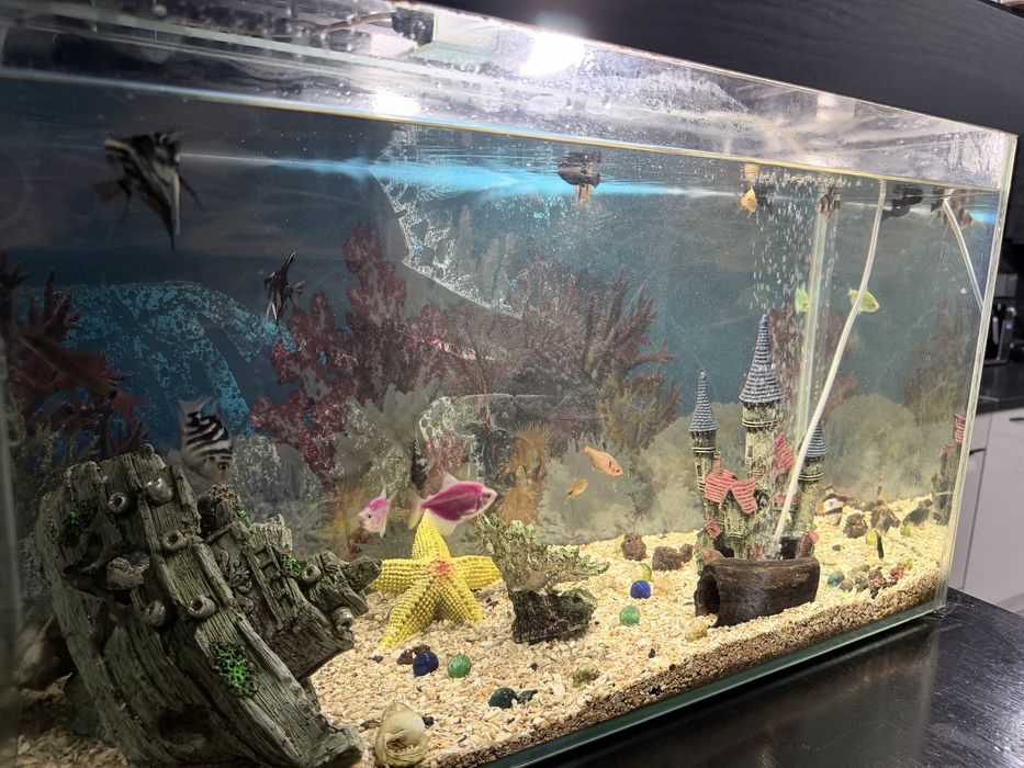 Аквариум с рыбками