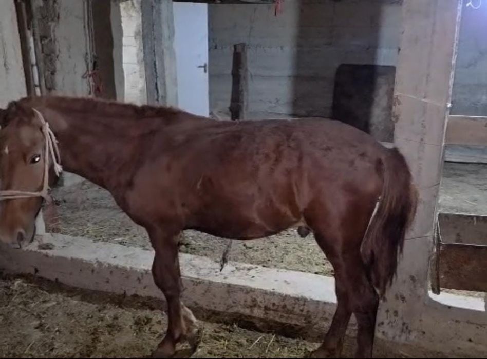 Тай сатылады !!!