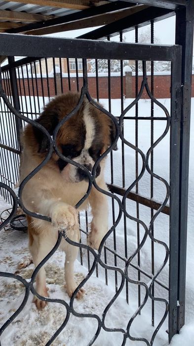 Вязка сенбернара сучку