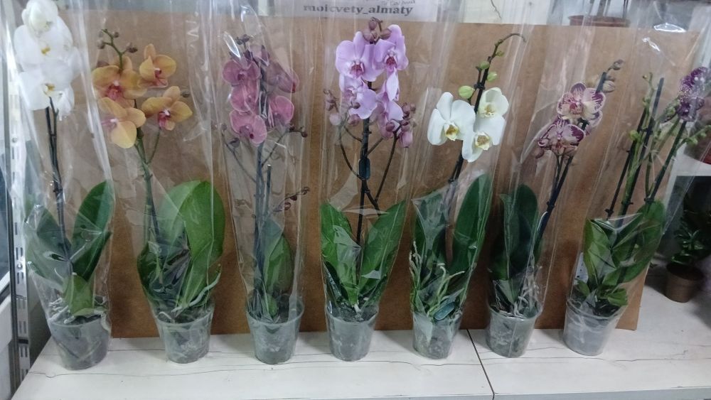Орхидеи из Голландии